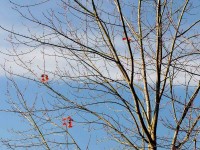 /album/parks-etc/tree-5-jpg/